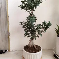 گل بنسای غولپیکر