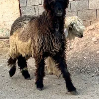 دوراس کوه ماده درجه یک