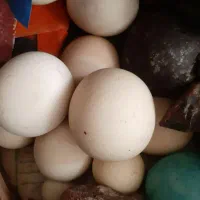 سنگ آسیاب و قفس|جواهرات|رشت, استادسرا|دیوار