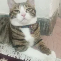 واگذاری رایگان گربه