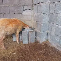 بره افشاری ماده