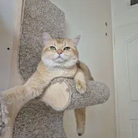 جفت گیری و جفت یابی گربه بریتیش|گربه|تهران, مرزداران|دیوار