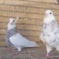 طوقی|پرنده|خورموج, |دیوار