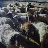 ۳۰ راس بره نر و ماده پروار درجه یک گوسفند|حیوانات مزرعه|سرپل ذهاب, |دیوار