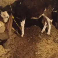 دو عدد گوساله نر