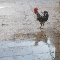 خروس