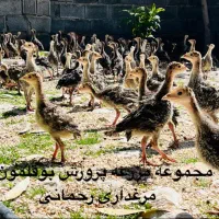 جوجه بوقلمون محلی مرغ وخروس در فضای باز