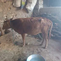 گاو گوساله بره گوسفند