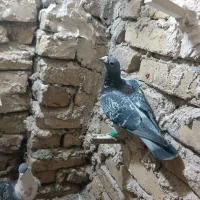کبوتر|پرنده|مه ولات, |دیوار