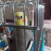 عروس هلندی