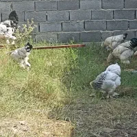 مرغ خروس برهما