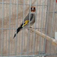 سهره نر دورگ کرمونی مست ماده گیر دهن چهار گل