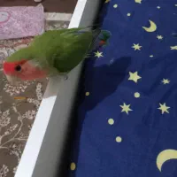 پرنده