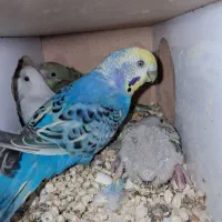 مرغ عشق روی جوجه