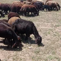 سلام عرض ادب
