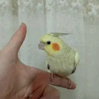 عروس هلندی جفت مولد|پرنده|باقرشهر, |دیوار