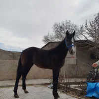 کره مادیان ترکمن هشت ماهه