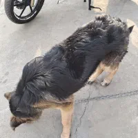 سگ ۷ ماه|سگ|فردیس, سرحدی|دیوار