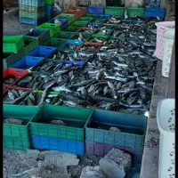 ماهی قزل آلا