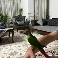 طوطی گیرینچیک دستی|پرنده|اصفهان, کوی ولی عصر|دیوار