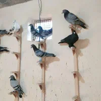 دسته پلاکی 20عدد شوبازی