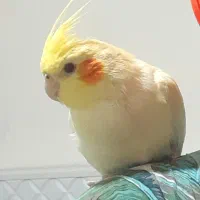 عروس هلندی لوتینو