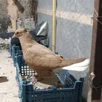 جوانه زردمسفید|پرنده|سبزوار, پاسداران|دیوار