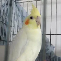 عروس هلندی جوجه