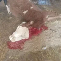 خرید وفروش گاو گوساله