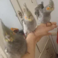 جوجه عروس ۵۰ روزه