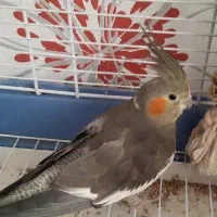 عروس هلندی|پرنده|کرج, اصفهانی‌ها|دیوار