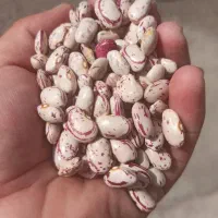 لوبیا چیتی سراب