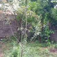 فروش ۲۹۱ متر زمین مسکونی در روستای منگوده. گلسار|فروش زمین و ملک کلنگی|پیربازار, |دیوار