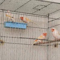 قناری موزاییکی اورجینال ۵ جفت
