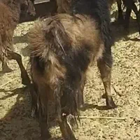 بزغاله نر