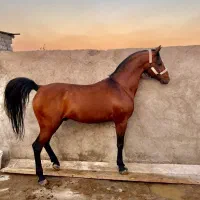 فروش دو راس نریان دره شوری زیر قیمت|اسب و تجهیزات اسب‌سواری|تهران, تهرانپارس غربی|دیوار