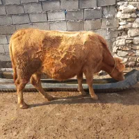 نوکل اولین شکم آبستن ماه نهم