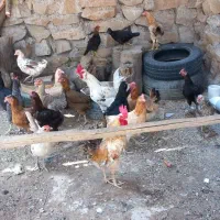مرغ محلی و گیلین