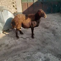 یک راس قوچ افشار جوان|حیوانات مزرعه|مرودشت, کناره|دیوار