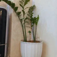 گل زامفلیا گلدان