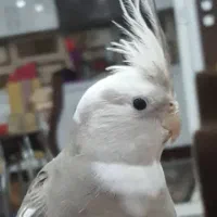 عروس هلندی سخنگو