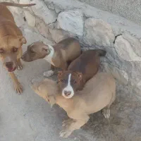 توله سگ پیتبل