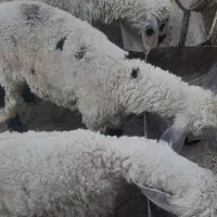 ۶راس بره نر سبک