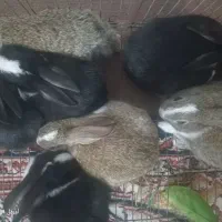 خرگوش دونه۳۰۰