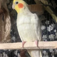 2 عدد عروس هلندی نر