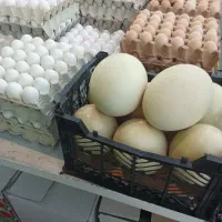 تخم‌مرغ وتخم شتر مرغ خوراکی