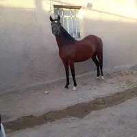 مادیان دوسر کورد