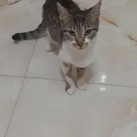 واگذاری گربه|گربه|کرمانشاه, |دیوار