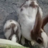 سلام خرگوش ماده باشش تا بچه هاش|موش و خرگوش|بندر ماهشهر, |دیوار