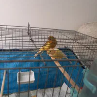 قناری نر و ماده